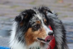 IMG_8639