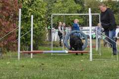Hundeschwimmwn2025_00021