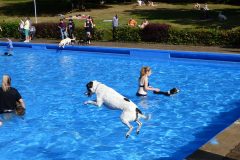 hundeschwimmen